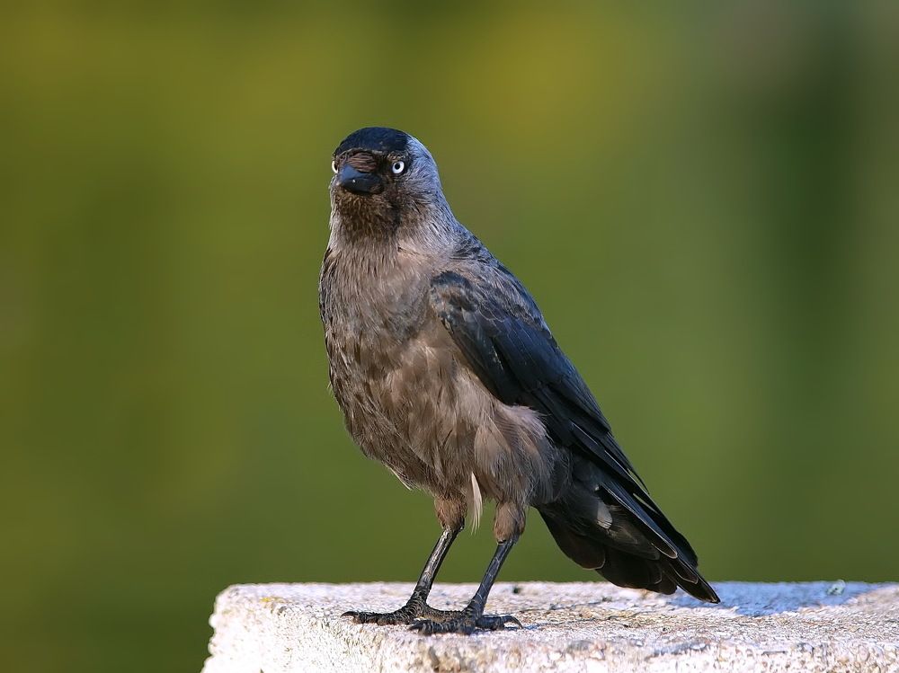 Photograph by Игорь Чеботарёв