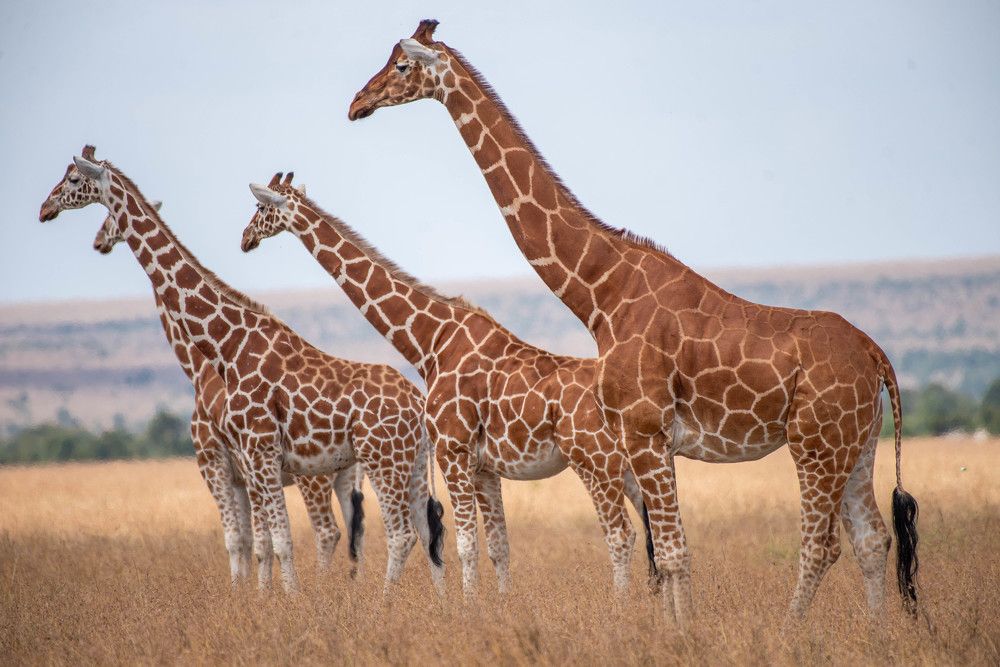 Photograph by Kevin kosgei