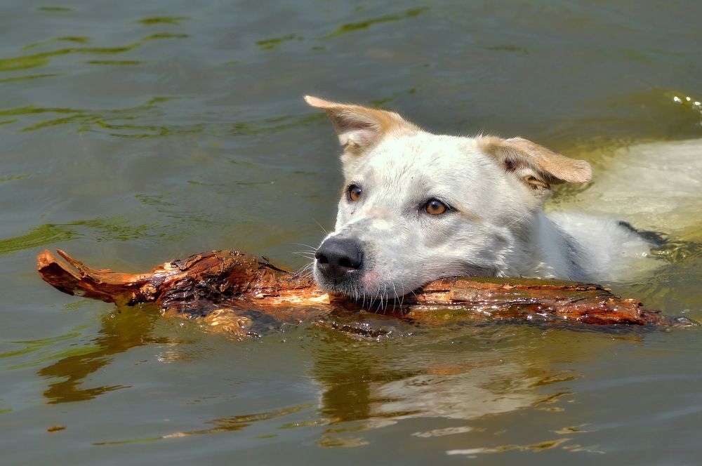 Собачья радость