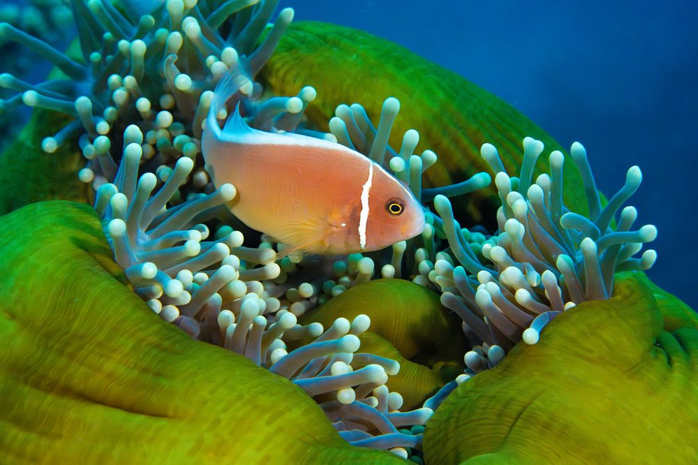 Photograph by Helena Lemos