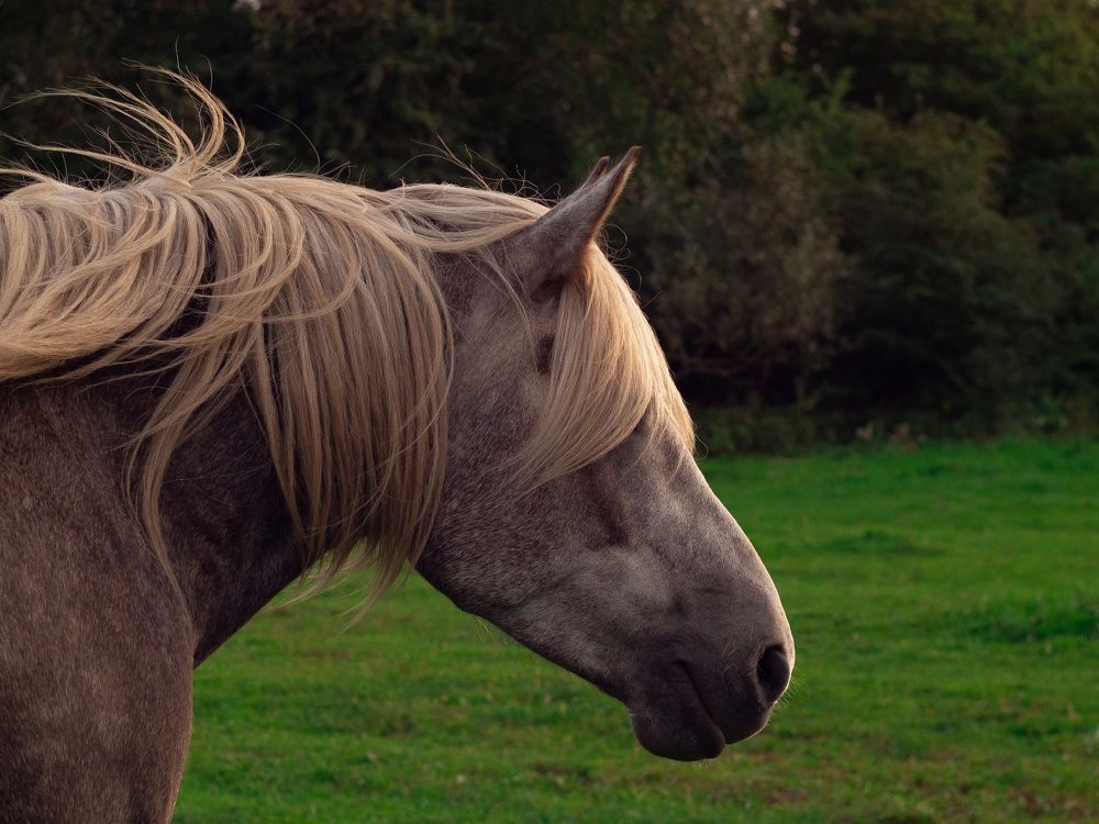Куршский щеголь 1