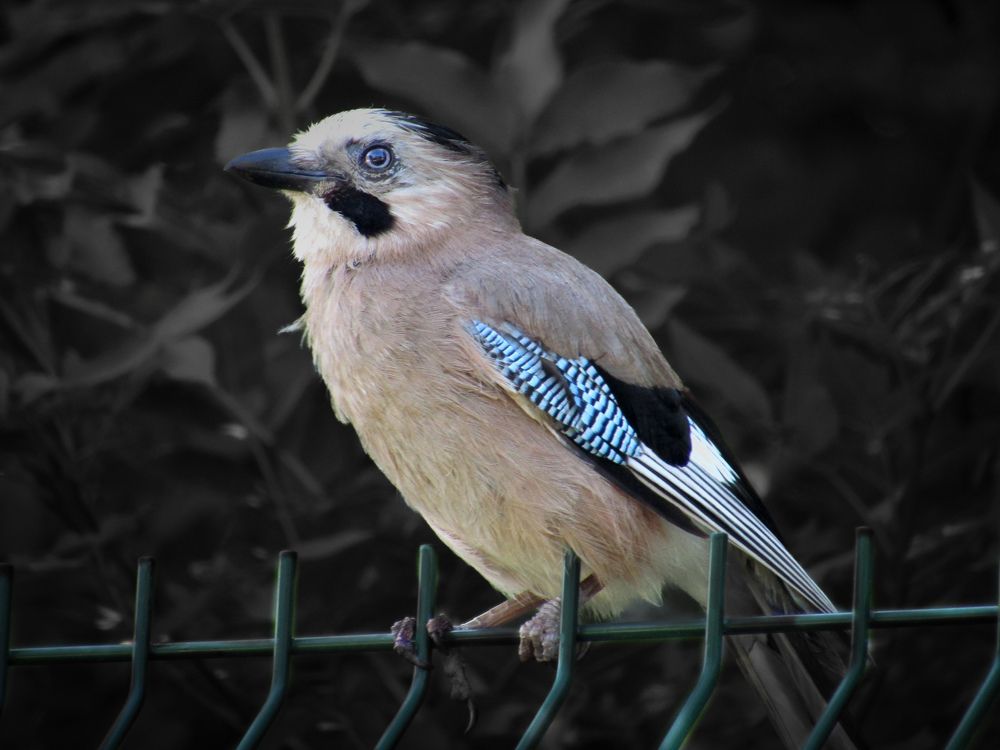 Фотография автора Лада Еремеева