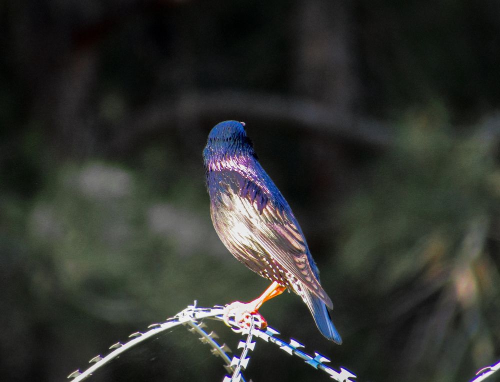 Фотография автора Лада Еремеева