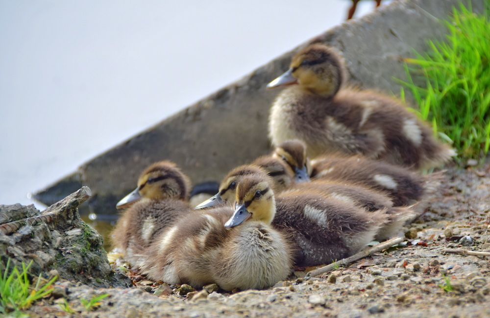 Маленькие горожане