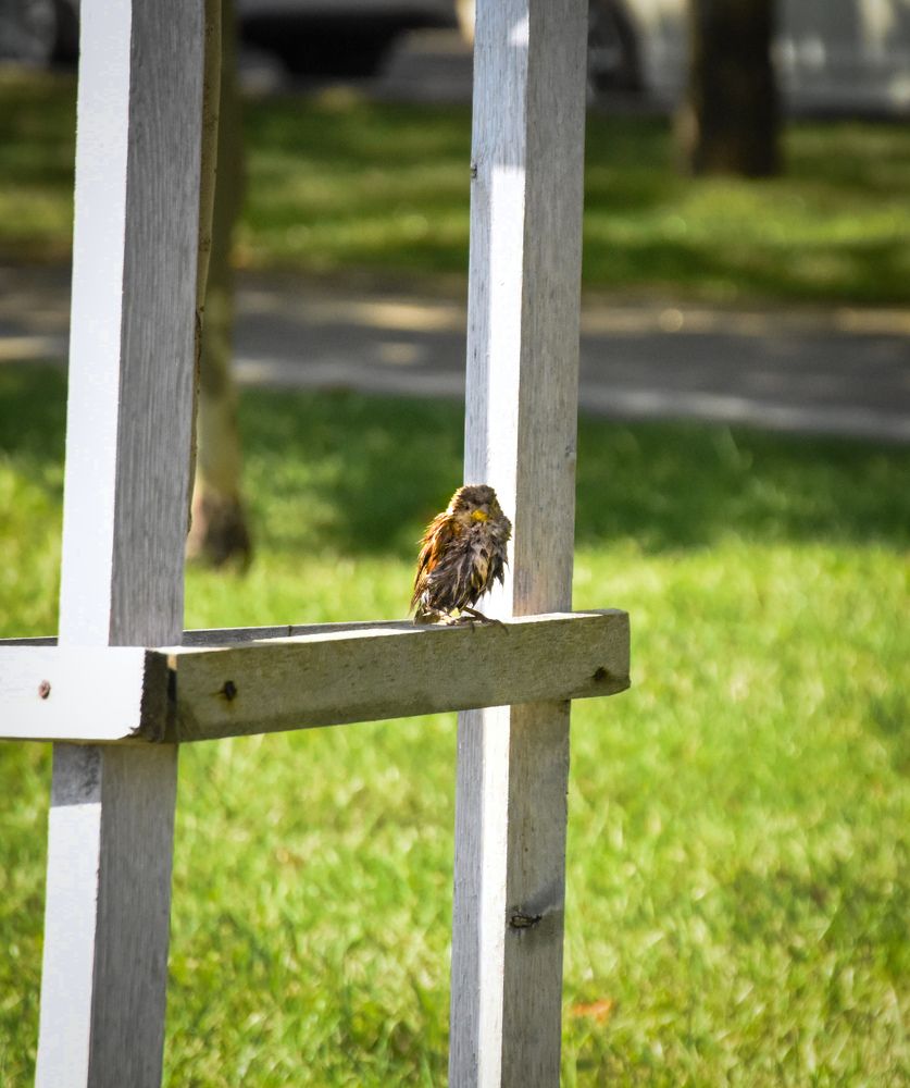 Фотография автора Лада Еремеева