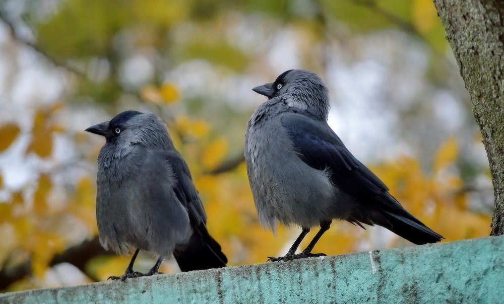 Сели галки на заборе
