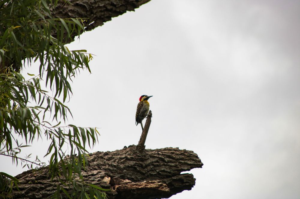 Solitario