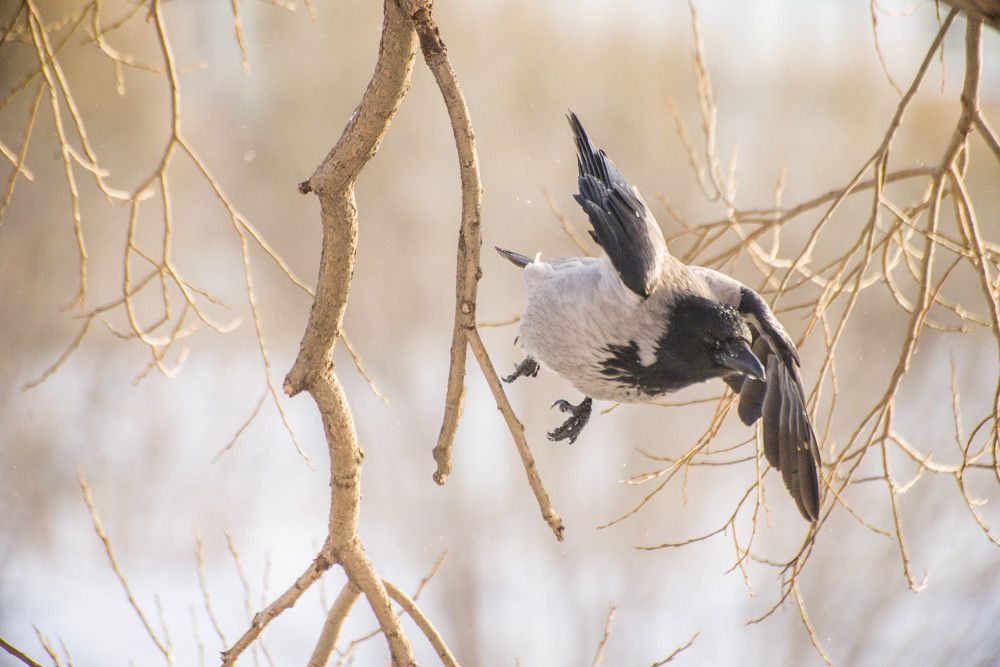 Photograph by Ирина