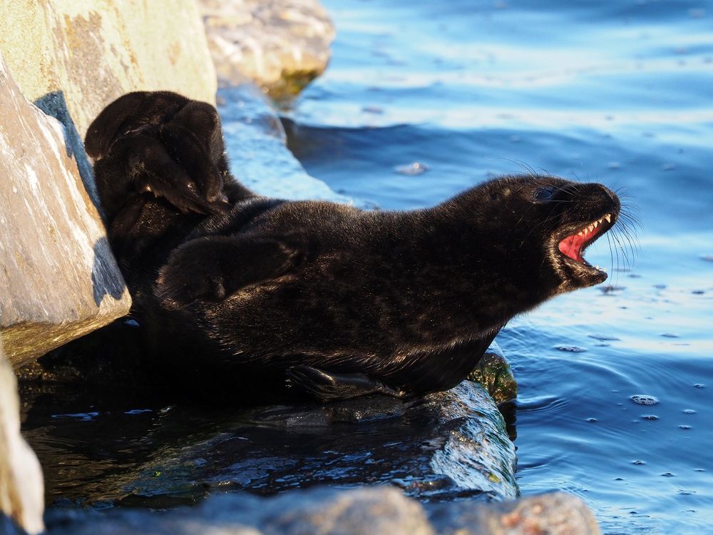 Фотография автора Дарина Соболь