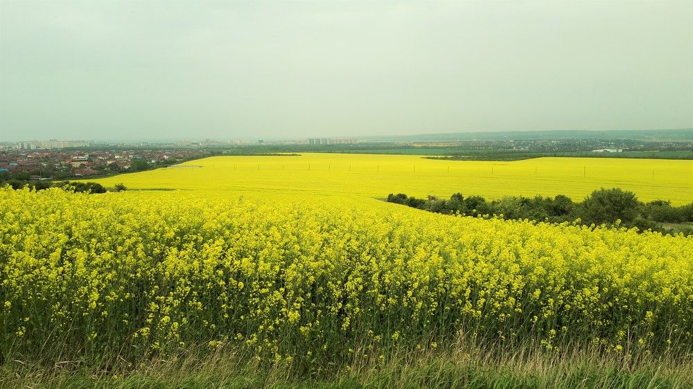 Photograph by Елена Пестова
