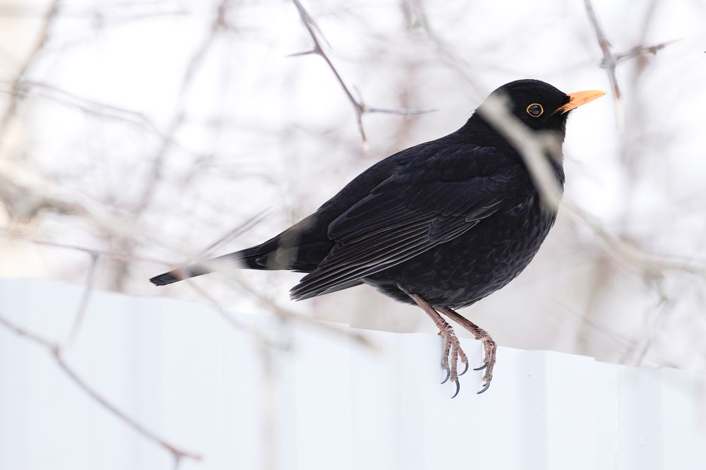 Photograph by Алексей Курносов