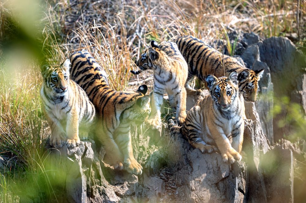 Фотография автора apurba Das