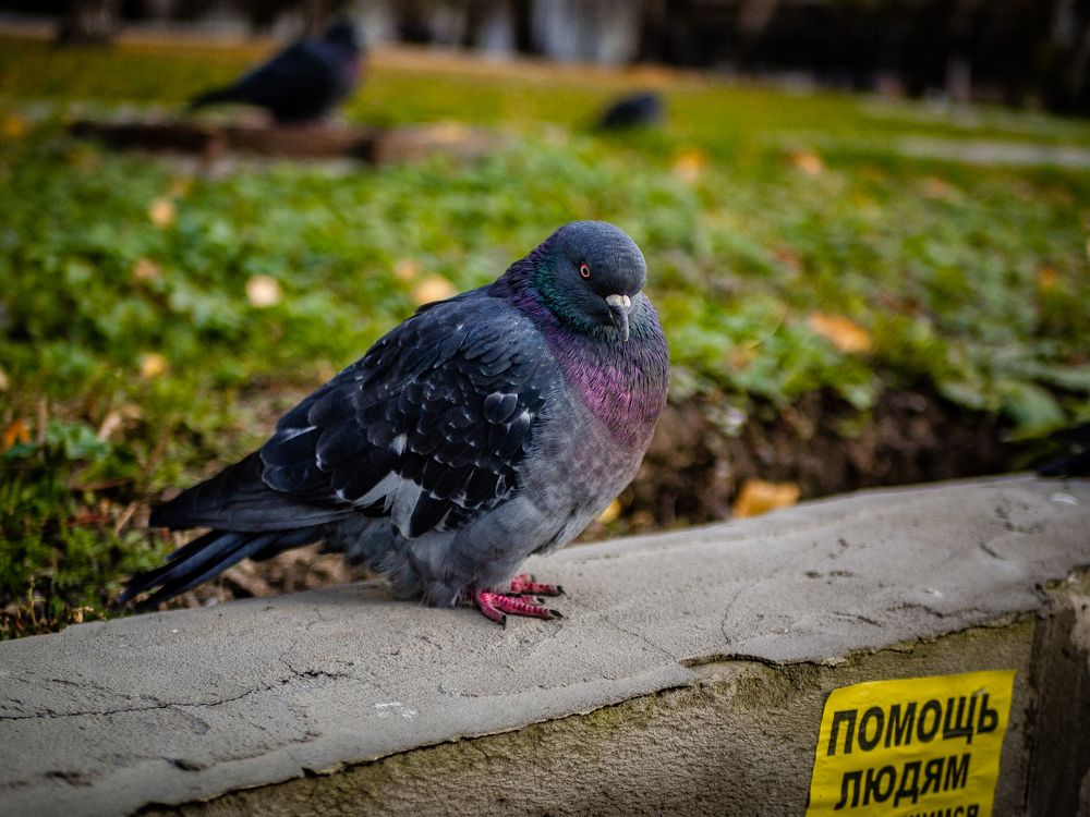 Photograph by Елена Берсенёва