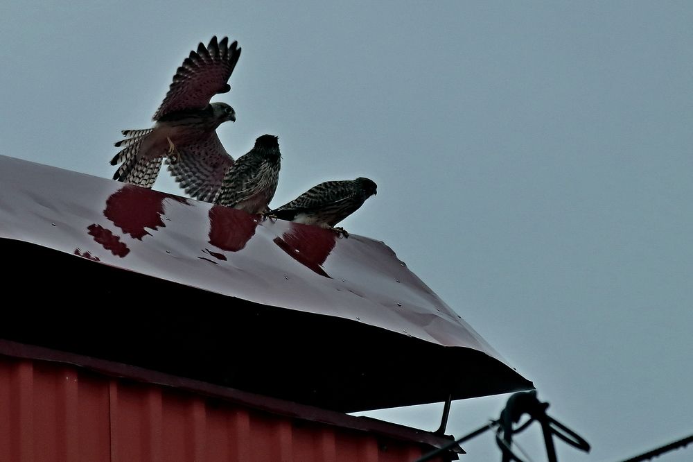 Photograph by Александр Велигура