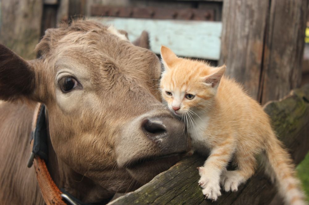Верность и дружба