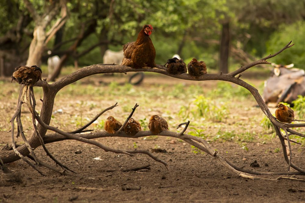 Фотография автора KEVIN ROLAISER