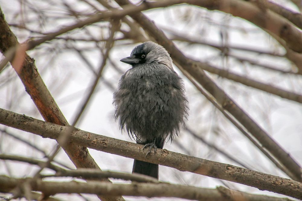 Photograph by Анатолий Чесноков