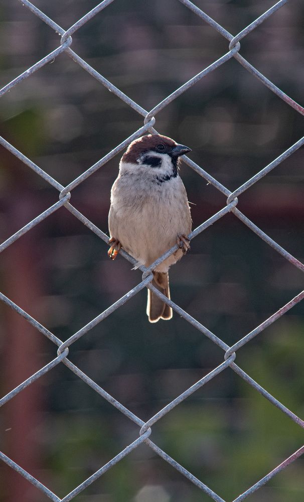 Фотография автора Aliaksandr Shautsou