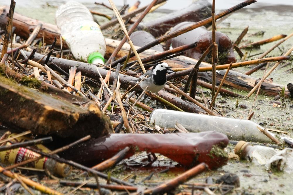 Photograph by Алексей Курносов