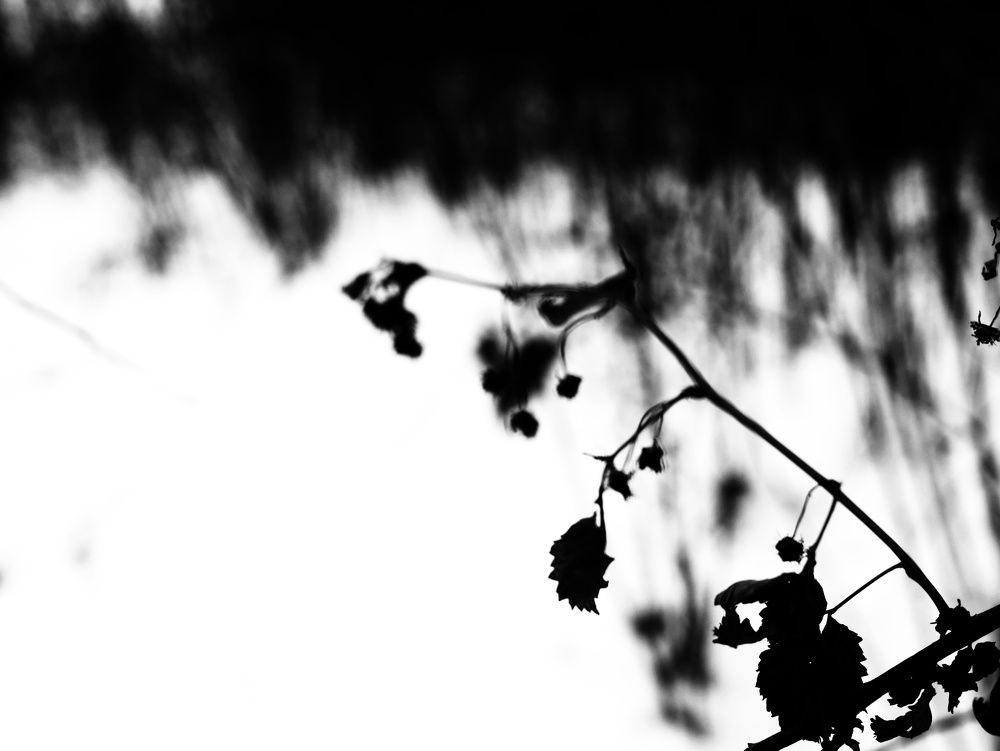 Photograph by Saro Navasardyan