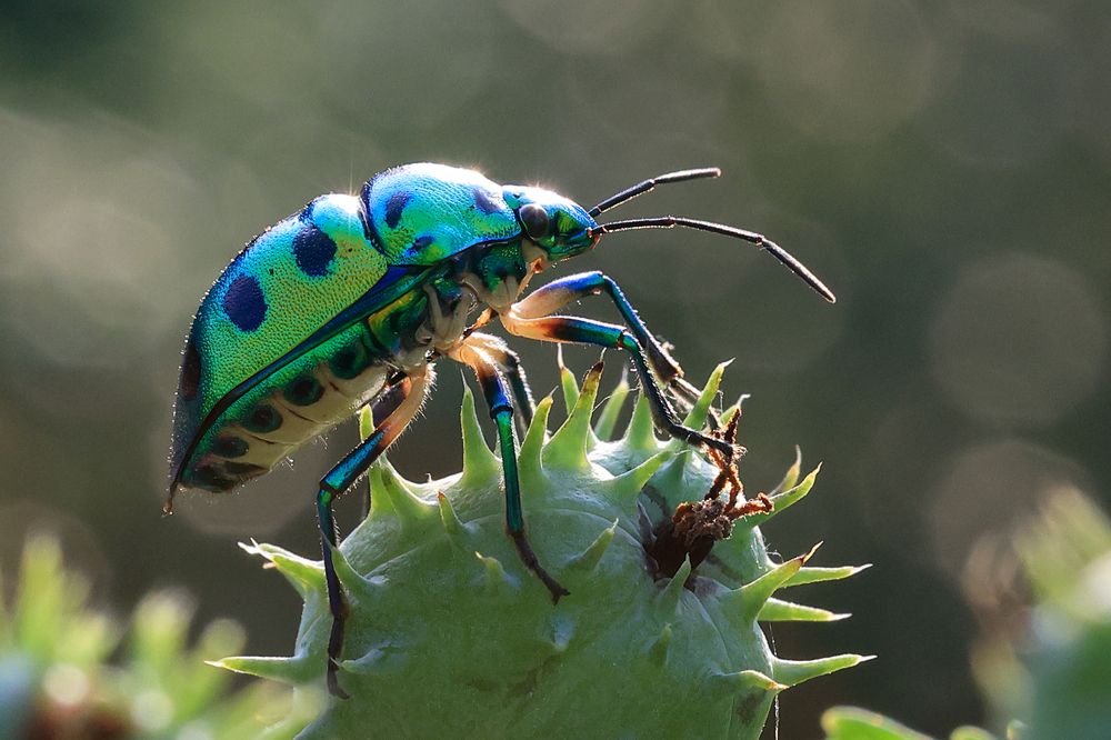 Photograph by Dhananjay Thakur