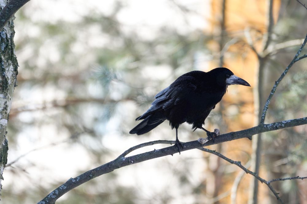 Photograph by Алексей Курносов