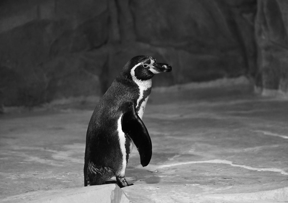 Житель городского океанариума