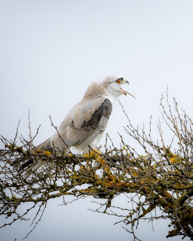 White-tailed kite having lunch