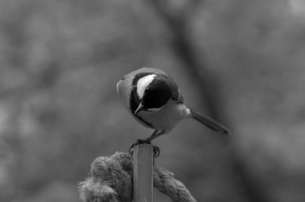 Photograph by Ирина Швейнова