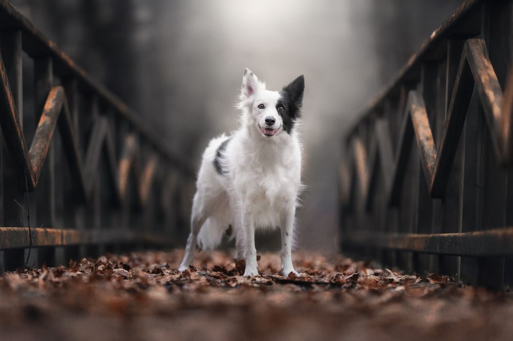 Photograph by Alfonso Maseda Varela