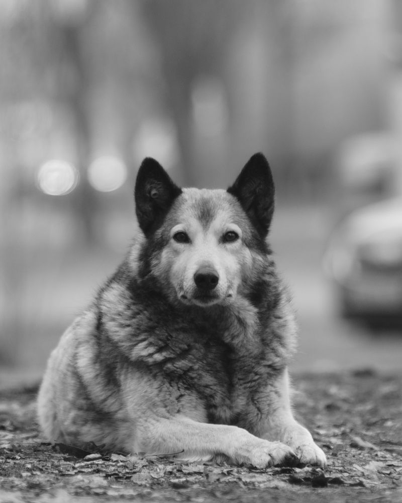 Фотография автора Сергей Затямин