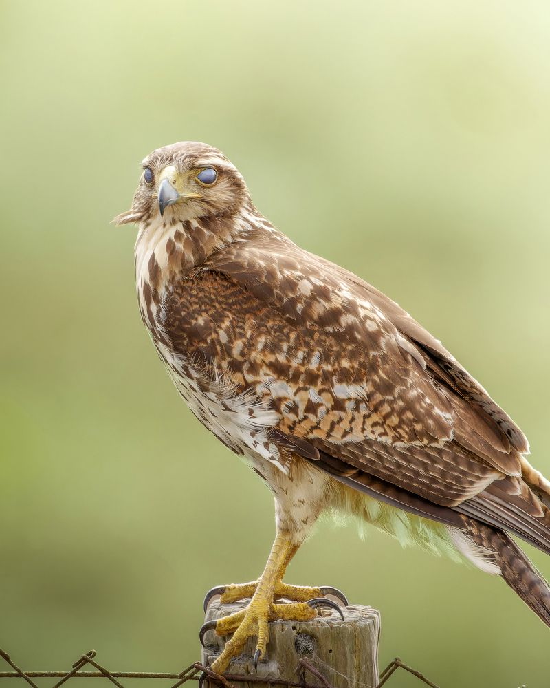 Harris's Hawk photographed right when blinking its nictitating membrane