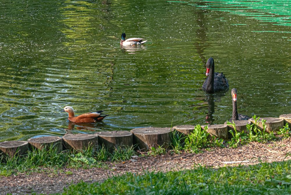 Photograph by Vladimir  Komarov
