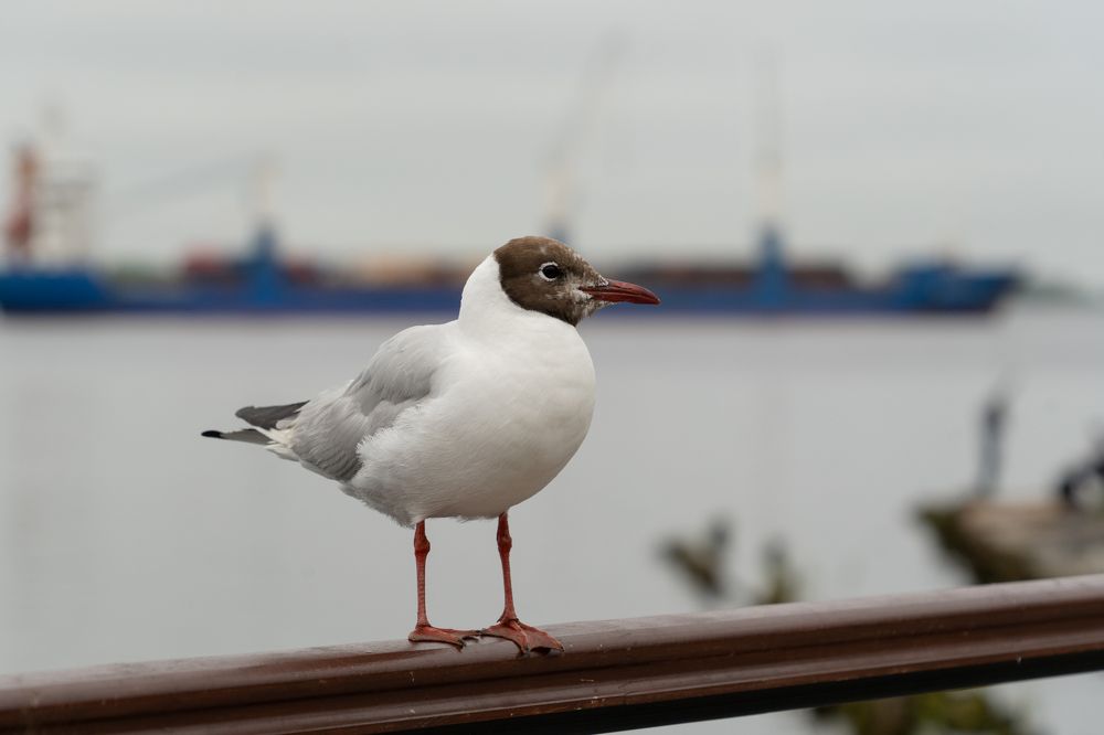 Photograph by Ковригина Евгения