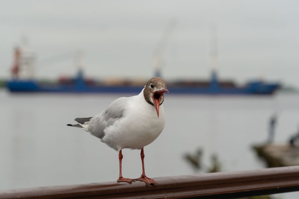 Photograph by Ковригина Евгения