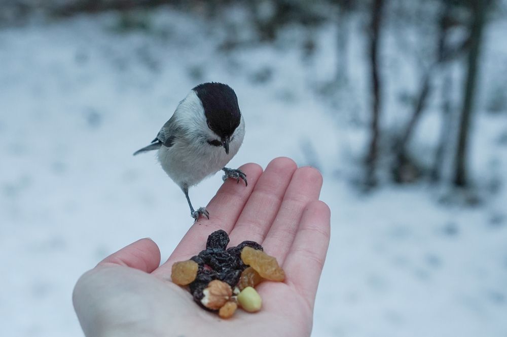 Photograph by Ковригина Евгения
