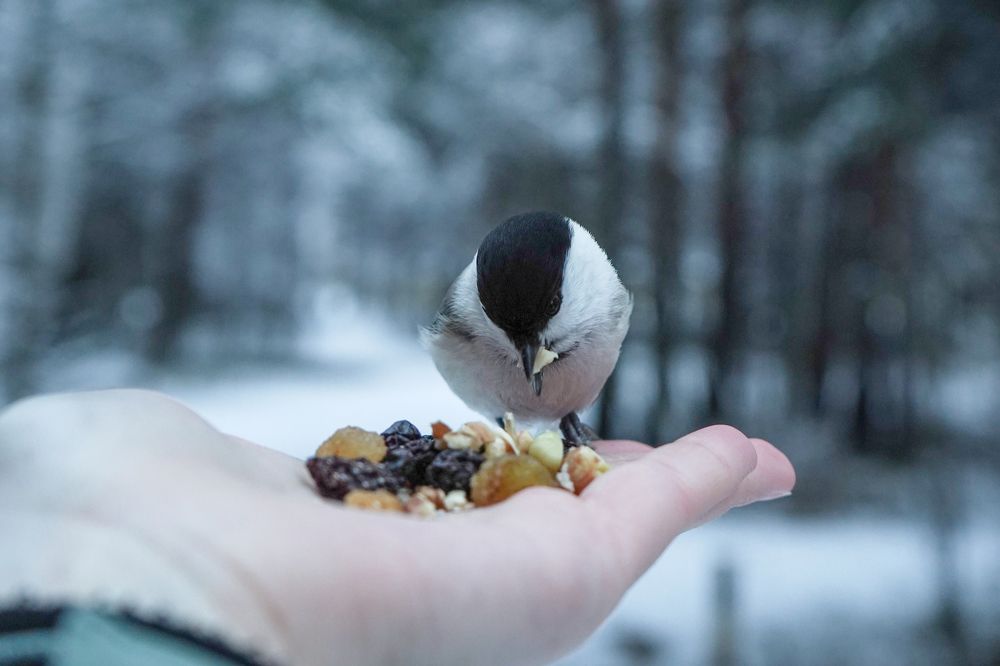 Photograph by Ковригина Евгения
