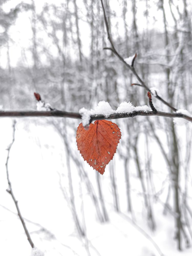 Фотография автора Александр Хухлов