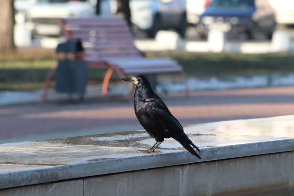 Photograph by Елена Иванкина