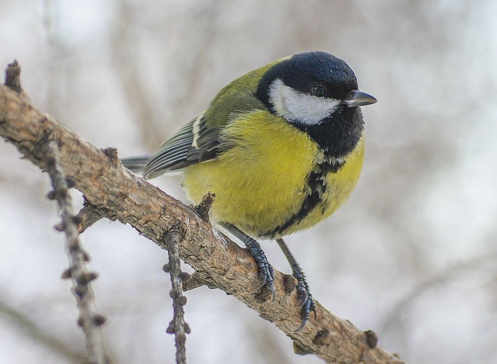 Photograph by Михаил Измайлов