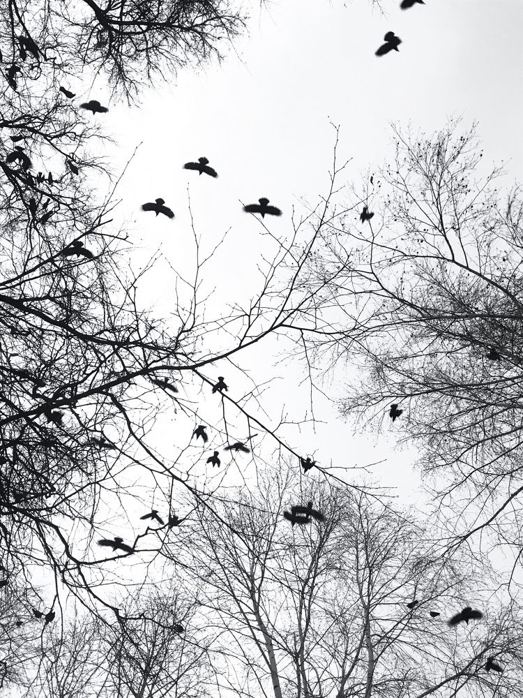 Город и птицы