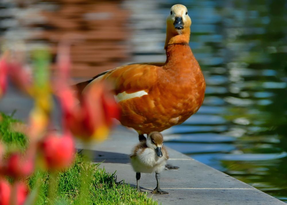 С мамой не страшно.