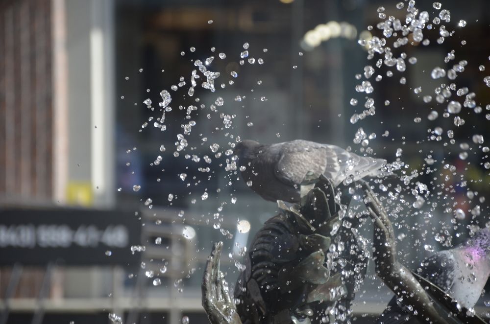 Фотография автора Алексей Власов