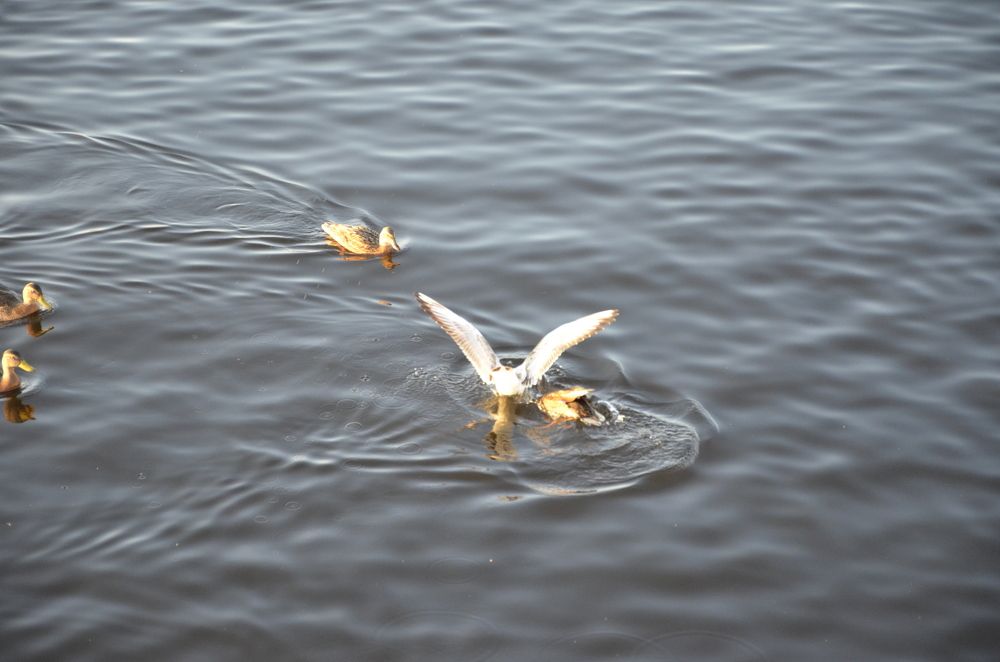 Фотография автора Алексей Власов