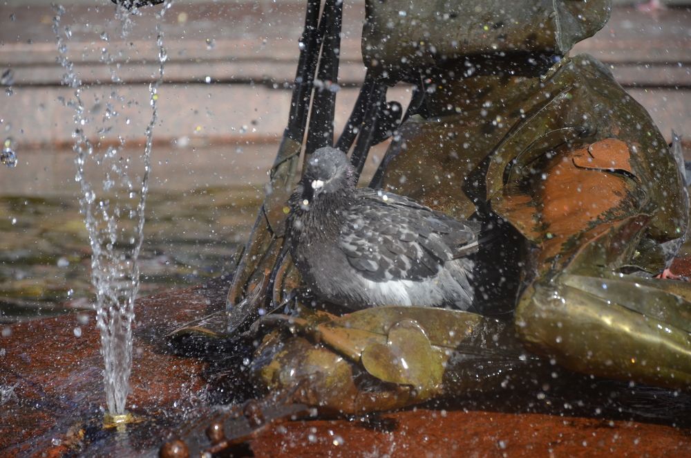 Фотография автора Алексей Власов