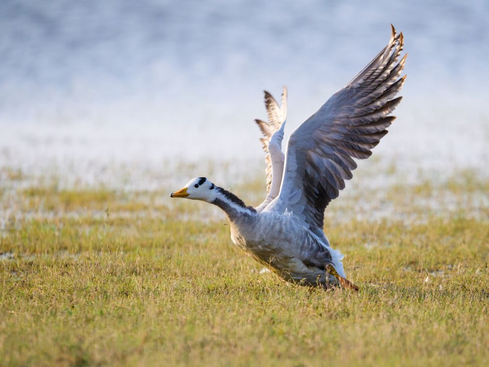 Photograph by Sathishkumar S