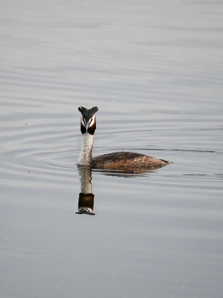 Фотография автора Olga Shchetinina