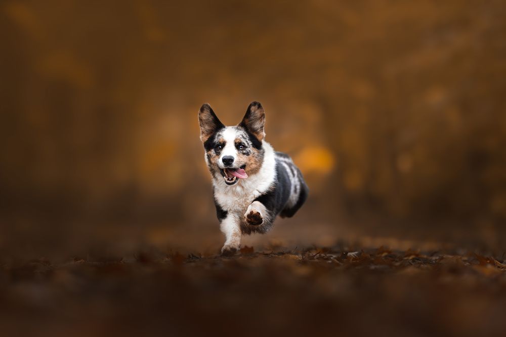 Photograph by Omica Meinen