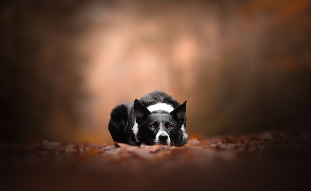 Photograph by Omica Meinen