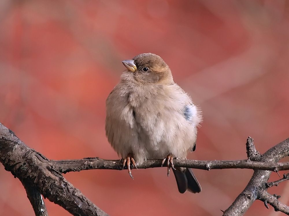 Photograph by Игорь Чеботарёв
